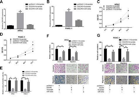 Reciprocal Regulation Of Dgcr5 And Mir 320a Affects The Cellular