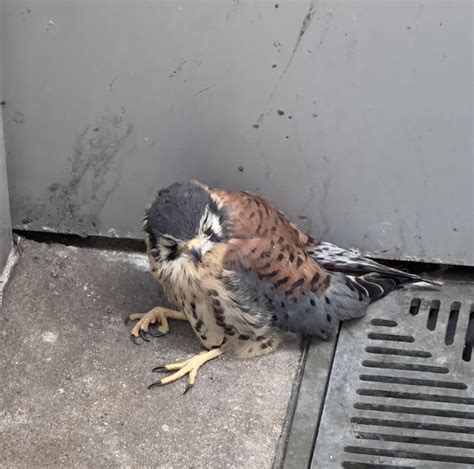 Found This Injured Kestrel On The Streets Of Nyc Took It To A Bird