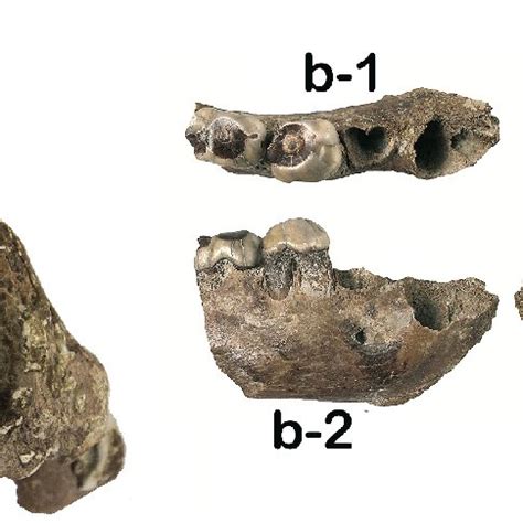 Lingjing -Crocuta crocuta. 4a: posterior part of a skull (10L3146); 4b ...