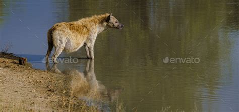 Pregnant Hyena In Water Lake With Reflection At Kruger National Park