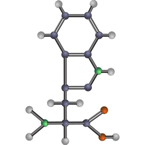 Tryptophan Amino Acid