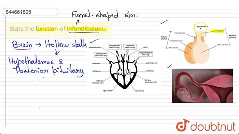 State The Function Of Infundibulum 12 Human Reproduction Biology Vmc Modules English