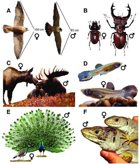 Visualization Of Some Aspects Of Sexual Dimorphism Commonly Displayed