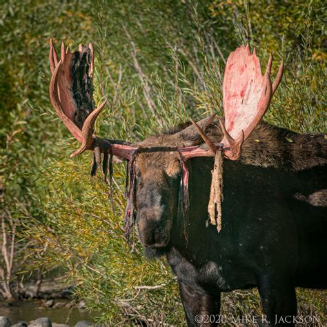 Bull Moose in GTNP - Golden Studios