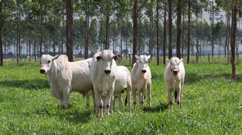 Expozebu Feira Pecu Ria Come A No S Bado Em Uberaba Mg