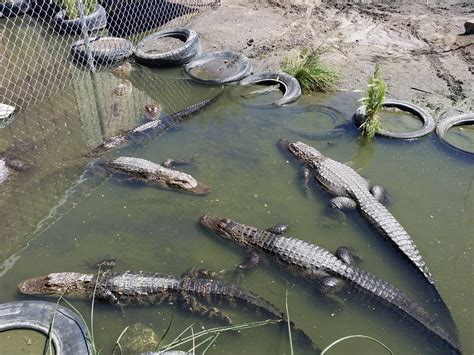 Colorado Gator Farm Is An Amazing Alligator Ranch Near Denver