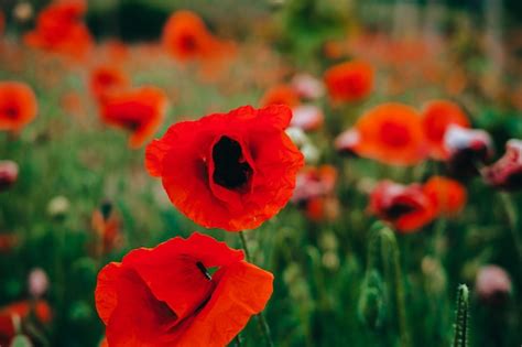 Premium Photo The Red Field Of Poppies Close Up Beautiful Field Of