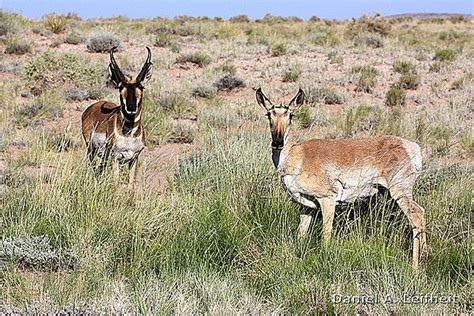 Pronghorn Antelope at Petrified Forest National Park by Critter Seeker, via Flickr | Petrified ...