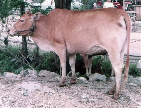 Various Cattle Breeds in the World and Philippine Native Cow - Manigo ...