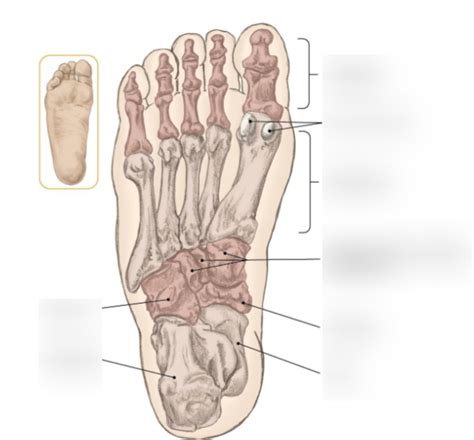 Bones of the ankle and foot Diagram | Quizlet