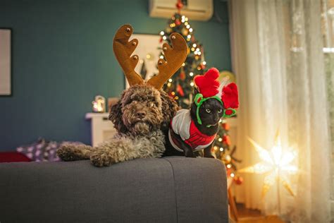 Survey Finds Most Owners Buy Their Pet A Holiday Gift But Only 58