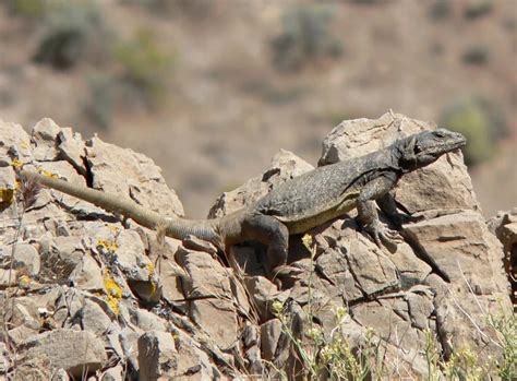 Peninsular chuckwalla - Facts, Diet, Habitat & Pictures on Animalia.bio