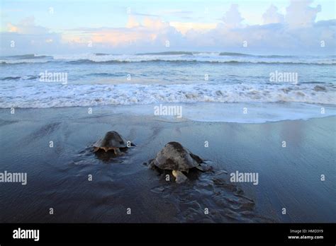 Female Olive Ridley Turtles Lepidochelys Olivacea Returning To Ocean