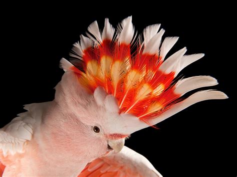 Pink Cockatoo Parrots In Paradise