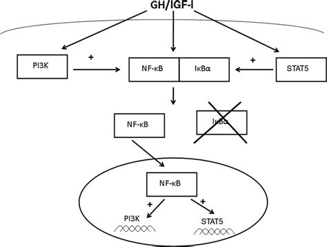 Schematic Representation Of The Putative Mechanisms Characterizing The