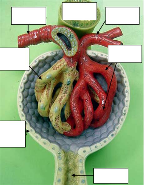 Renal Corpuscle Diagram Quizlet