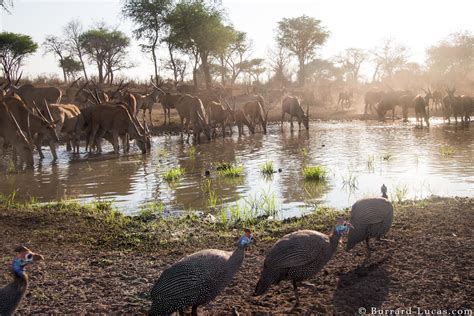 Capturing Elusive Animals With Camera Trap Wildlife Photography | Fstoppers