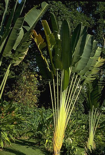 Singapur Botanischer Garten Baum Des Reisenden Ravenala