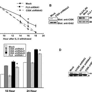 Cisk Phosphorylates Flii At Ser And Thr In Vitro T Cells