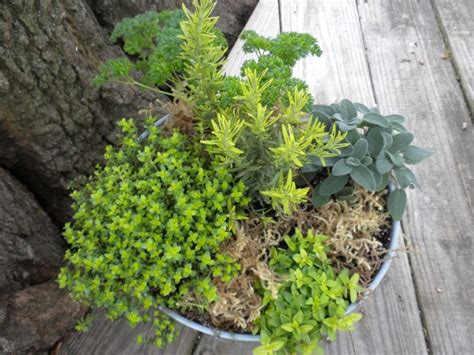 Herbs | Home & Garden Information Center