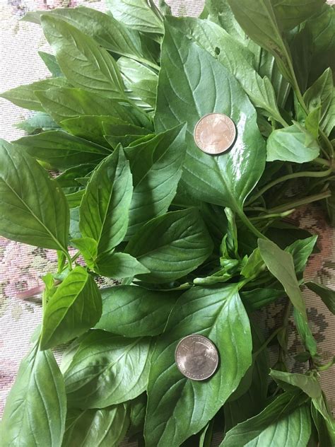 1200 2 Gram Thai Basil Sweet Large Leaf Seeds Non Gmo Etsy