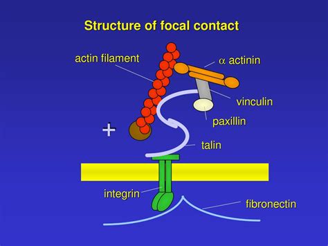 Cytoskeleton Locomotion Ppt Download