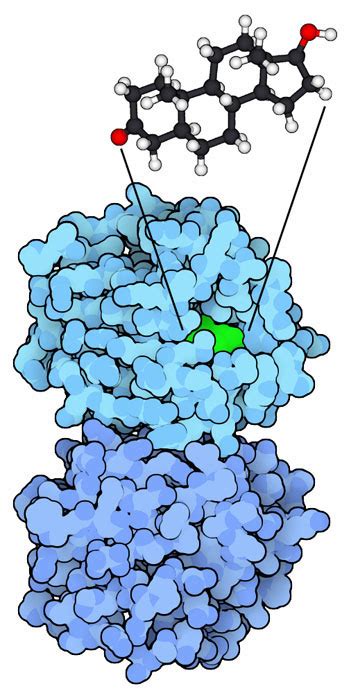 Pdb 101 Molecule Of The Month Anabolic Steroids