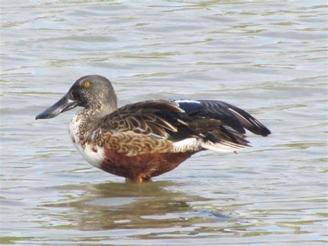 2018 10 Une journée au Domaine des Oiseaux APBG Toulouse