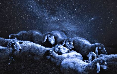 Wallpaper Night Sheep Starry Sky Images For Desktop Section животные