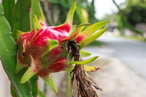 How to Grow and Care for Dragon Fruit Cactus Indoors