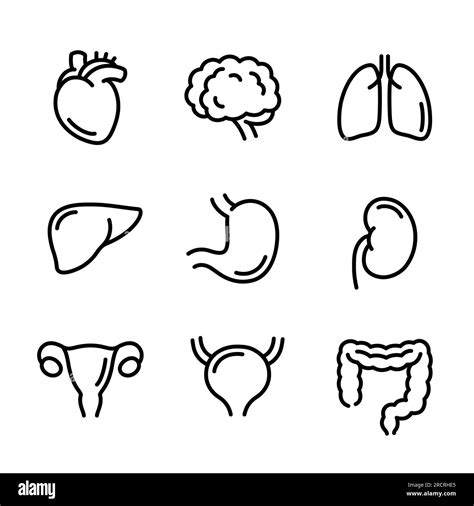 Human Internal Organs Line Icon Set Hand Drawn Doodle Style Symbols