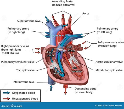 Human Heart Blood Flow Vector Illustration | CartoonDealer.com #24311956