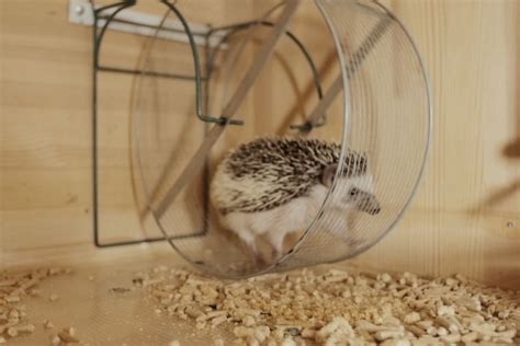 Hedgehog Cage Setup (List Of The Basic Cage Requirements)