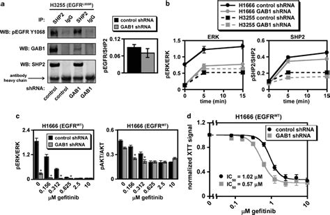 GAB1 Knockdown Alters EGF Mediated ERK Phosphorylation And Response To