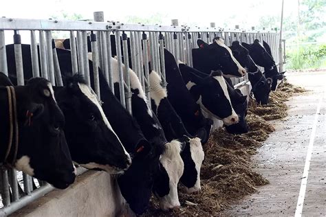 Peternakan Sapi Modern Dairy Village Di Subang Diharapkan Dongkrak