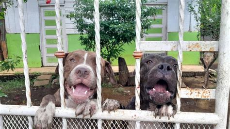 Perros Pitbull Le Destrozan El Rostro A Pobladora De Masaya La Nueva