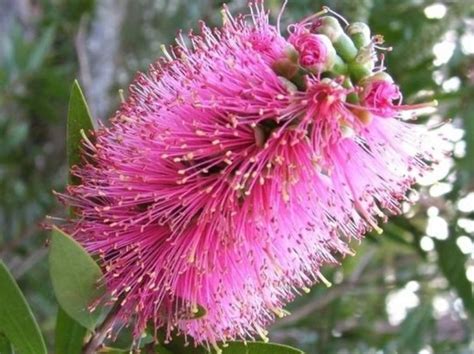 Callistemon Citrinus Reeves Pink Wholesale Nursery Nurseries In