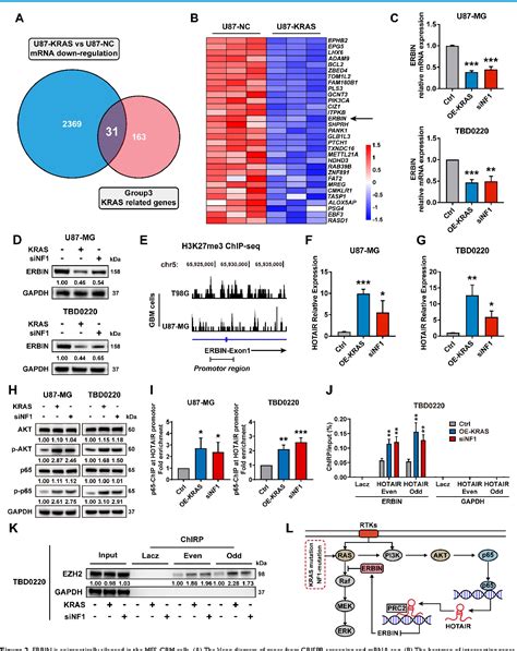 Figure 2 From CRISPR Cas9 Library Screening Combined With An Exosome