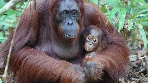 Petition · Save Orangutans from Palm Oil Deforestation, Stop Nestle Now ...