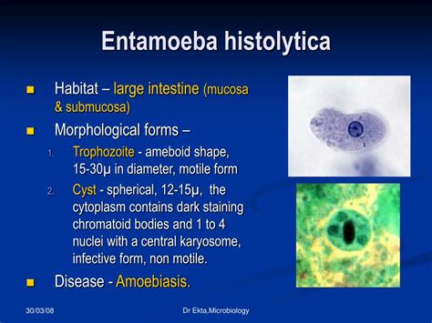 Ppt Intestinal And Luminal Protozoa Powerpoint Presentation Free Download Id5453210