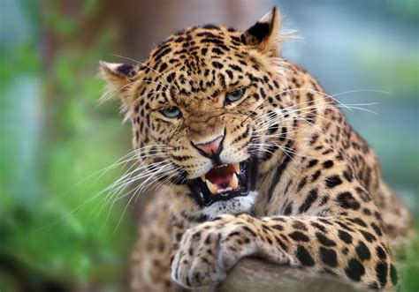 7 Hechos Curiosos Sobre El Leopardo