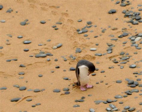 Oamaru and Penguins « trekin' time