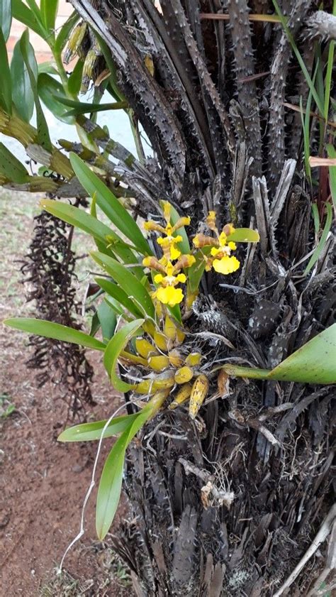 Oncidium A Sol Pleno Ponta Grossa Pr Brasil Oncidium Plants Garden