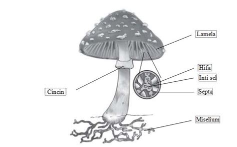 Struktur Tubuh Jamur Basidiomycota