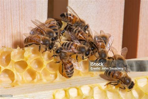 Buckfast Honey Bees Stock Photo - Download Image Now - Apiary ...