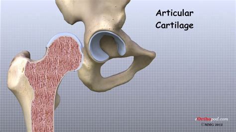 Hip Anatomy Animated Tutorial On Vimeo