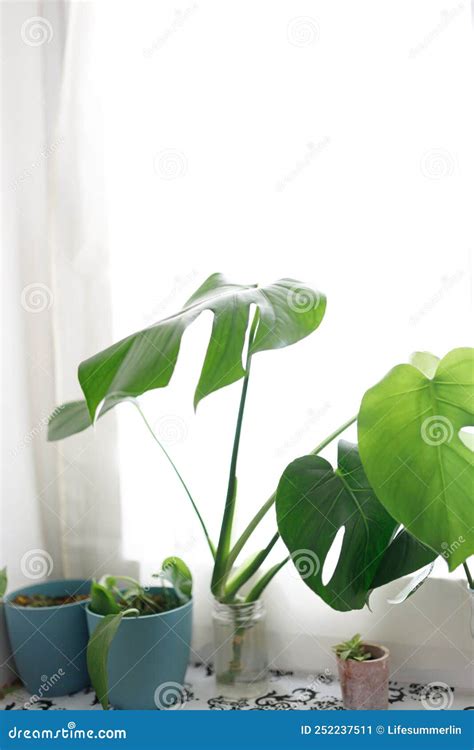 Propagating Swiss Cheese Plant Philodendron Monstera In Water Stock