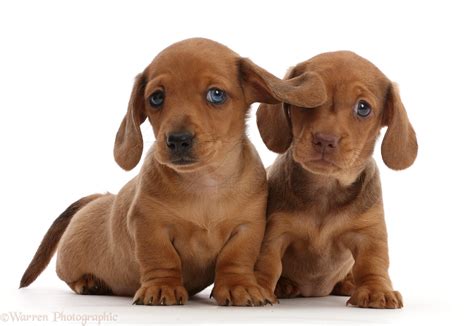 Dogs: Two red Dachshund puppies photo WP45013