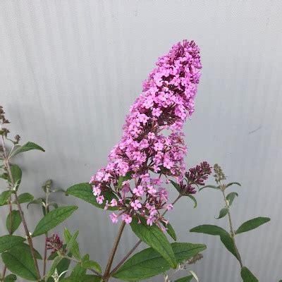 Buddleja D Pink Delight Vlinderstruik Tas Boomkwekerij