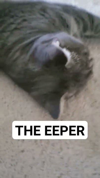 The Eepercatcatlover Youtube